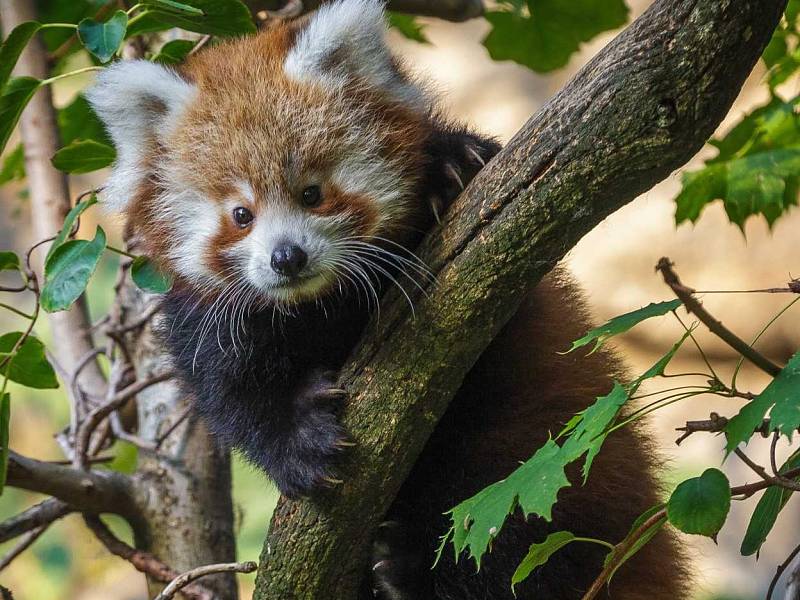 V Zoo Praha určili při veterinární prohlídce pohlaví pandy červené.