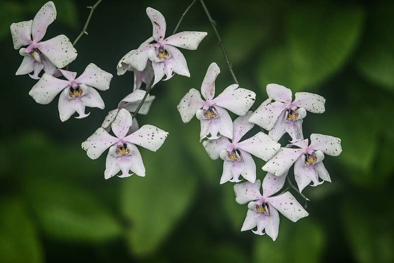 V pražské botanické zahradě.