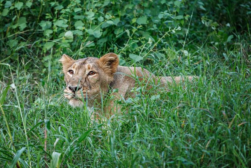 Pražská Zoo získala trojici indických lvů. Na snímku Ginny.