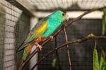 Jedním z pozoruhodných druhů nové expozice je papoušek žlutoramenný. Kromě výrazného pohlavního dimorfismu se tento druh vyznačuje ojedinělou hnízdní biologii. Využívá termitiště, v kterých si hloubí chodby zakončené hnízdní norou.