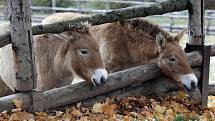 Zoo Praha - kůň Převalského