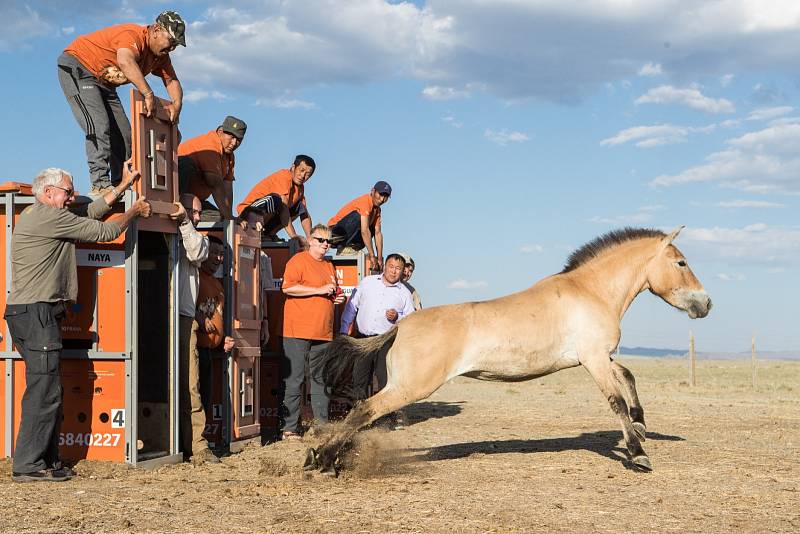 Další čtyři koně Převalského transportovala pražská zoo armádním letounem do Mongolska. Snímek je z přesunu v roce 2017.