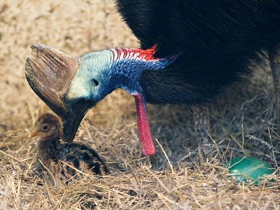 V pražské zoologické zahradě se 4. června vylíhlo mládě kasuára přilbového. Jeho matka Kačenka (není na snímku) snesla tři vejce, ale jen jedno bylo oplozené. Další péče je nyní na samci Kašíkovi. Kasuáři jsou totiž nekrmní ptáci, proto si mládě musí samo