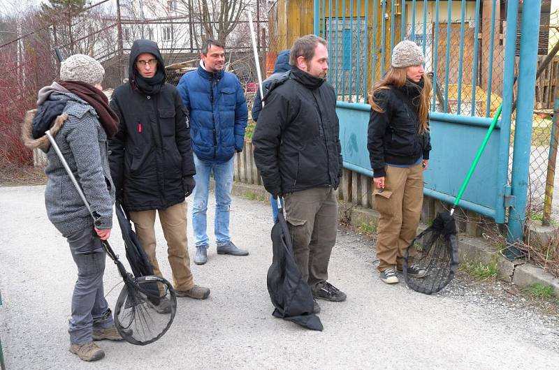 Úspěšný odchyt ibisa na fotbalovém hřišti v pražských Řeporyjích