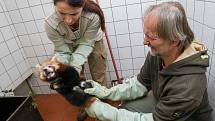 V Zoo Praha určili při veterinární prohlídce pohlaví pandy červené.