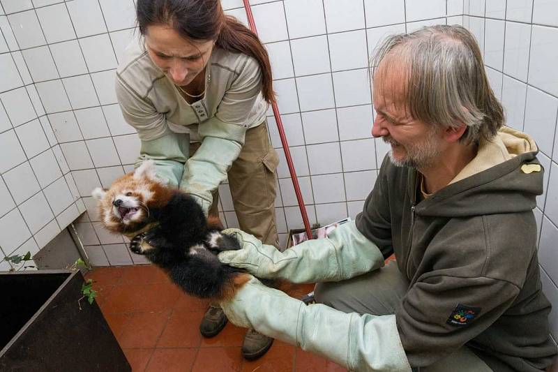 V Zoo Praha určili při veterinární prohlídce pohlaví pandy červené.