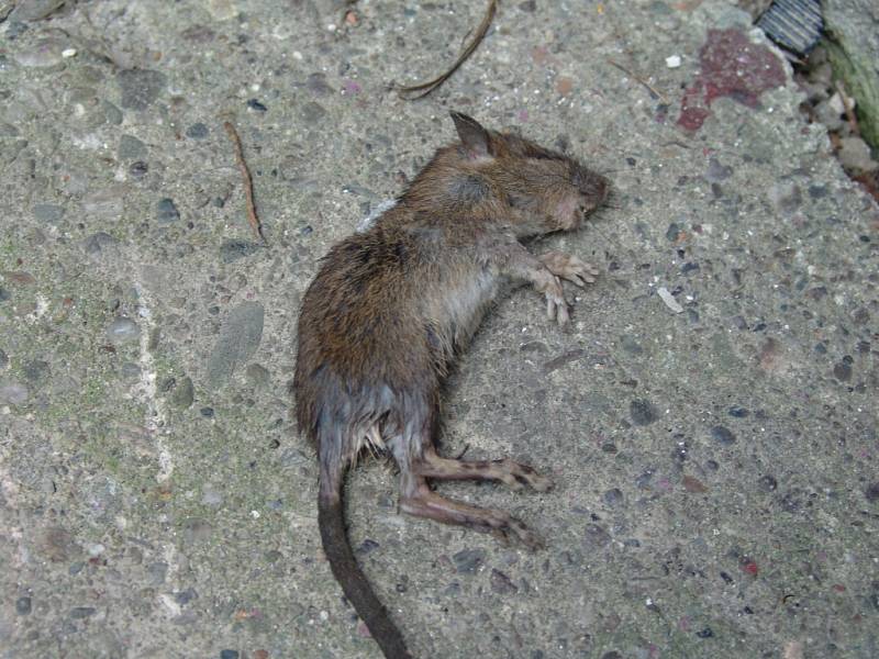 Mrtvý potkan. 