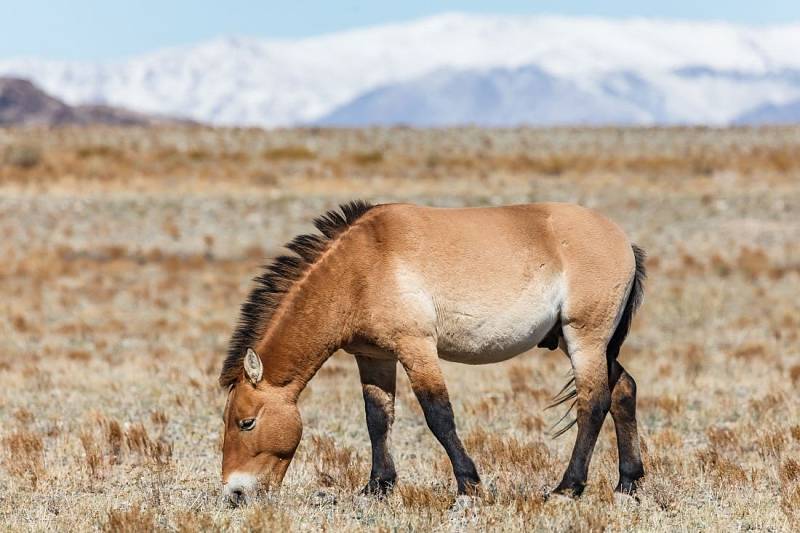 Současné Mongolsko: jurty, ale i moderní stavby dopravní zácpy. Ale také stále ještě jezdci na koních…