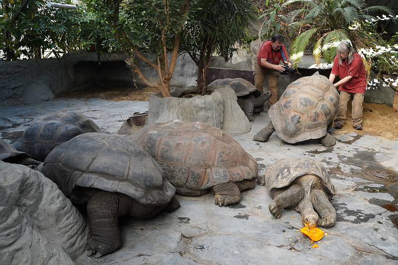 Prázdninové krmení například želv obrovských a slonů v ZOO Praha dýněmi.