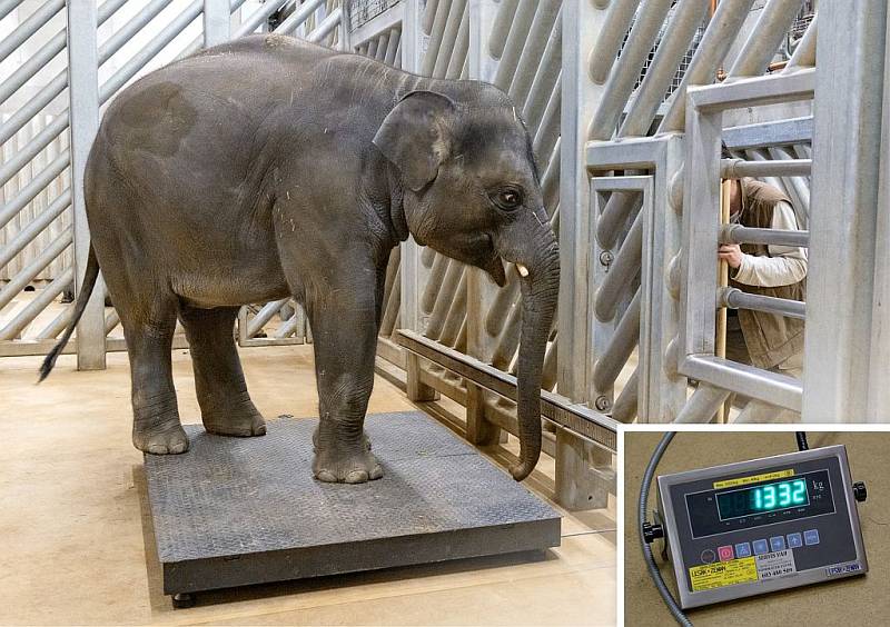 Max, první slůně počaté i narozené v Praze, už váží 1332 kilogramů.