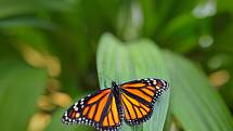 Danaus plexippus