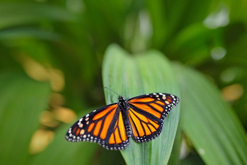 Danaus plexippus