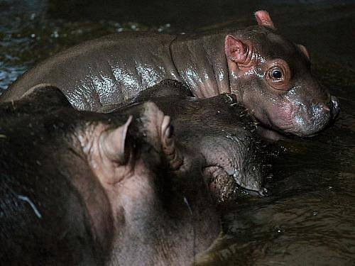 V Pražské zoo se ve středu narodilo mládě hrocha.