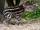 Sameček tapíra jihoamerického se narodil přímo ve venkovní expozici pražské zoologické zahrady.