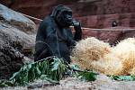 Zoo Praha slavnostně otevřela Rezervaci Dja, nový pavilon goril.