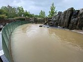 Zatopený bazén lachtanů v pražské zoo po bleskové povodni 14. června 2020.