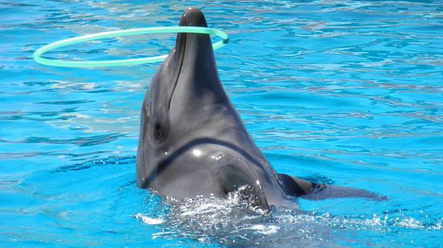 Inhibovat žít Tkát nohavica delfíni Lícem nahoru Rozdělení Mučedník
