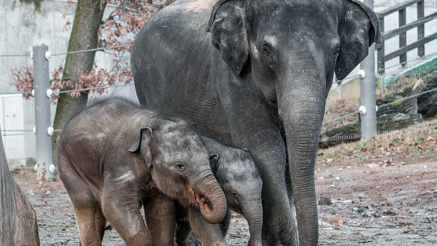 Sloni v pražské zoo si užívali první jarní procházku, ven vyrazily i slonice Tamara a Janita se slůňaty. Menší Rudi se zpočátku hodně držel matky Tamary, starší Max běhal po celém výběhu. 