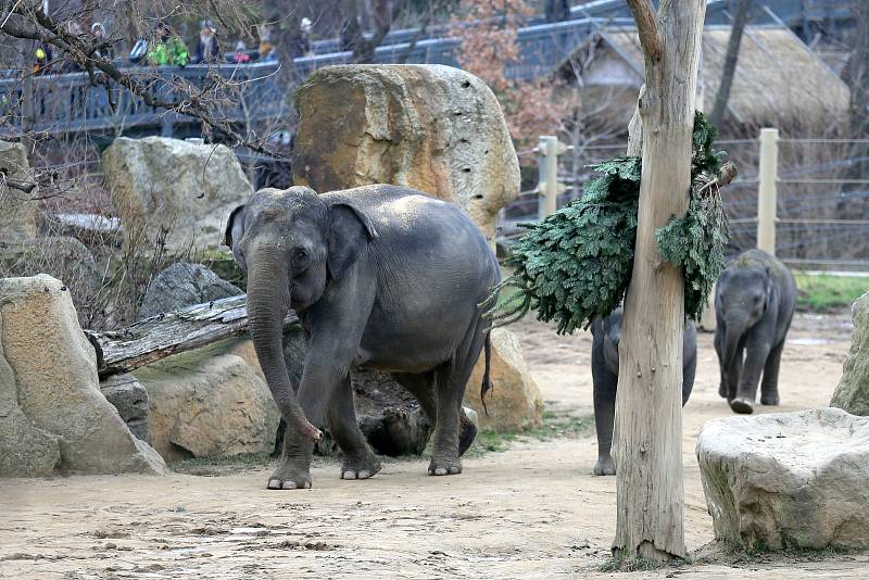 Krmení slonů v pražské zoologické zahradě nevyužitými vánočními stromky.