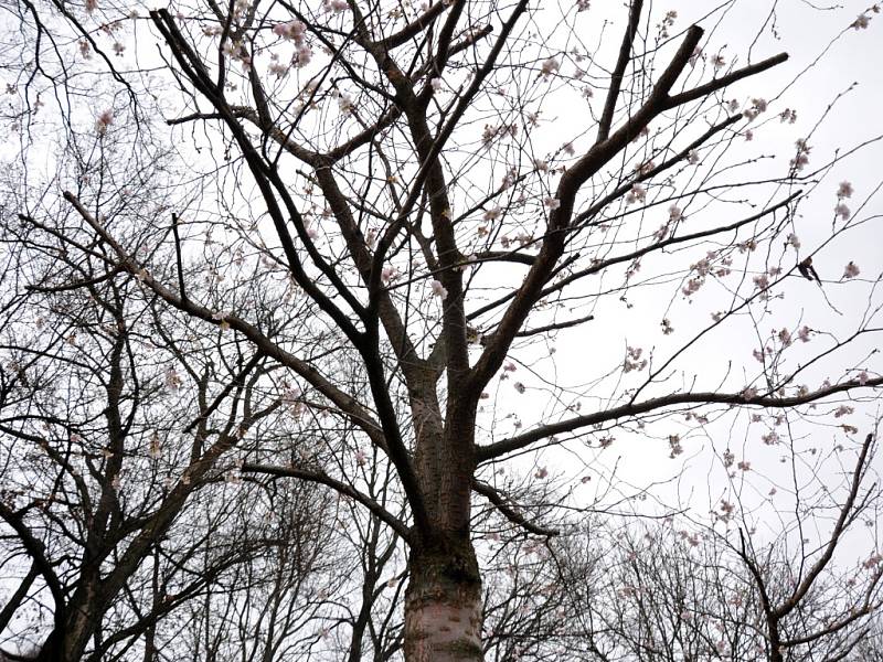 Sakura. Ilustrační foto. 