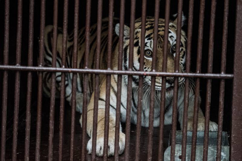 Transport samice tygra ussurijského z Ostravy do Zoo Praha