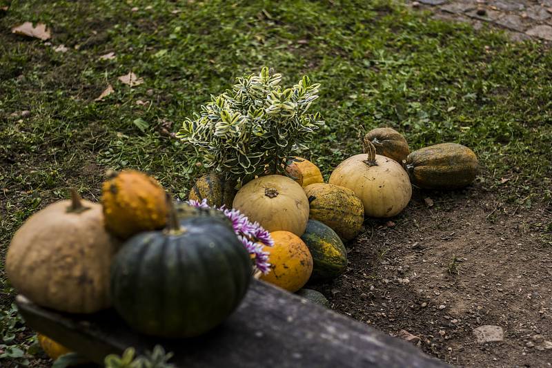 Výstava dýní v Botanické zahradě hl. města Prahy.