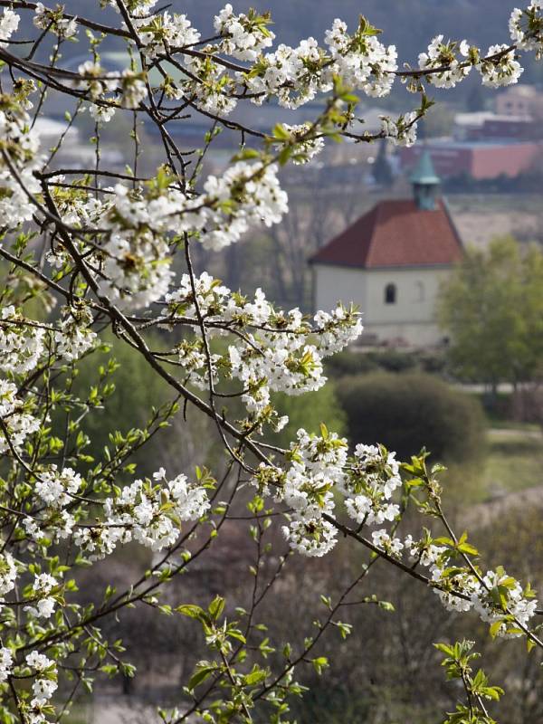 Rozkvetlé stromy v areálu Botanické zahrady v Praze.