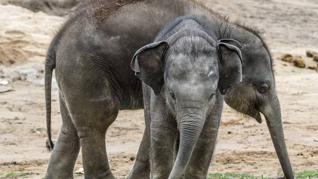 Sobota bude patřit v Zoo Praha slonům, kteří mají Světový den. Těší se na něj i dvě slůňata. 