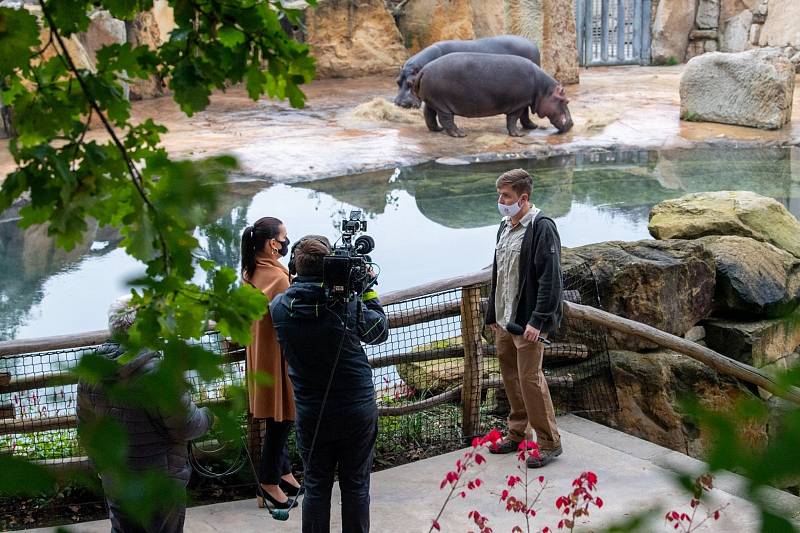 Tchéco řádí v čisté vodě, Pavilon hrochů v Zoo Praha byl otevřen po rekonstrukci.