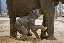 Sloní samička se narodila v pátek nad ránem. Slůně pravidelně pije.