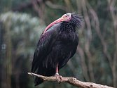Jeden z navrátivších se ibisů v expoziční voliéře
