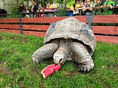 Krmení želv v Zoo Praha vodními melouny.