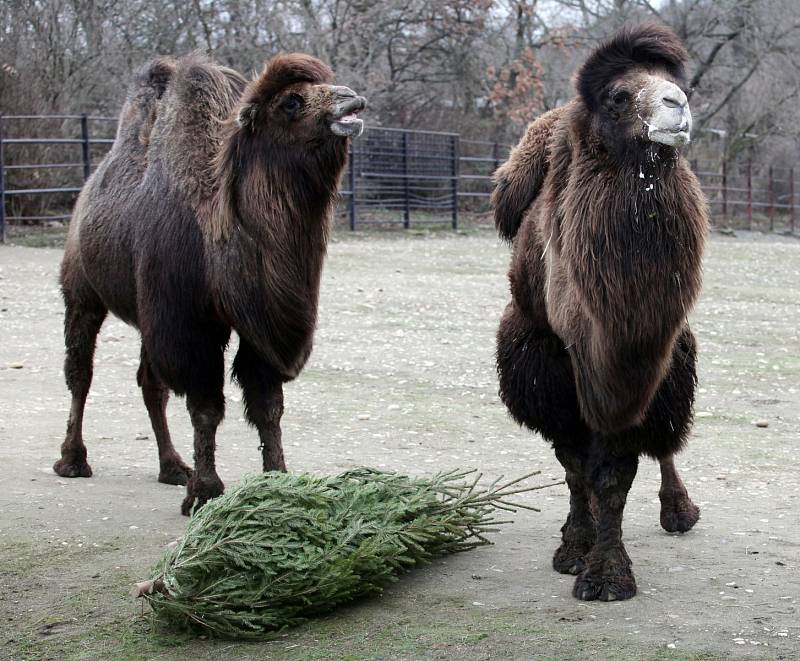 Krmení zubrů, velbloudů a slonů vánočními stromky včetně stromu ze Staroměstského náměstí v pražské zoo.