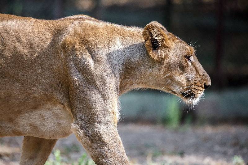 Zoo Sakkarbaug v indickém Gudžarátu a tamější lvi indičtí, kteří mají být letos v létě převezeni do pražské zoo. Na snímku: JENNIFER.