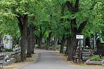 Olšanské hřbitovy s rozlohou téměř 51 hektarů jsou důležitou součástí městské zeleně.