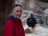 Jane Goodall a populární gorilí samec Richard.