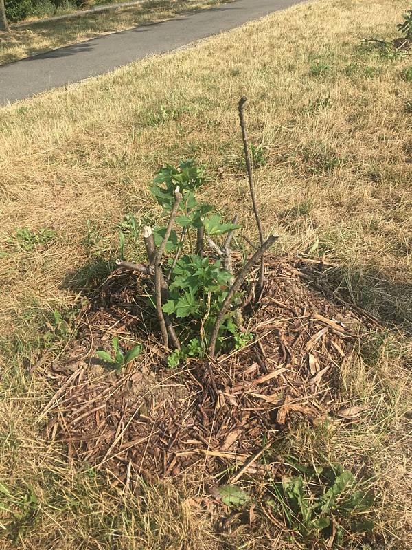 Sázení stromů jako jedna z forem tzv. guerilla gardeningu v Praze na Vypichu.