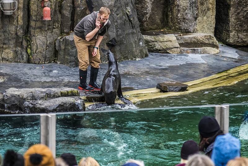 Štědrý den v pražské zoologické zahradě.