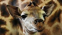 14. října se v pražské zoo narodil žirafí kluk