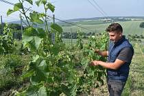 V Litenčicích na Kroměřížsku roste nové vinařství. Na snímku vinohradním a sklepmistr Radim Vylíčil.