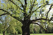 Kvasický ořešák černý, který je největším stromem svého druhu u nás, se nyní dostal do finále ankety Strom roku 2017.