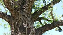 Kvasický ořešák černý, který je největším stromem svého druhu u nás, se nyní dostal do finále ankety Strom roku 2017.