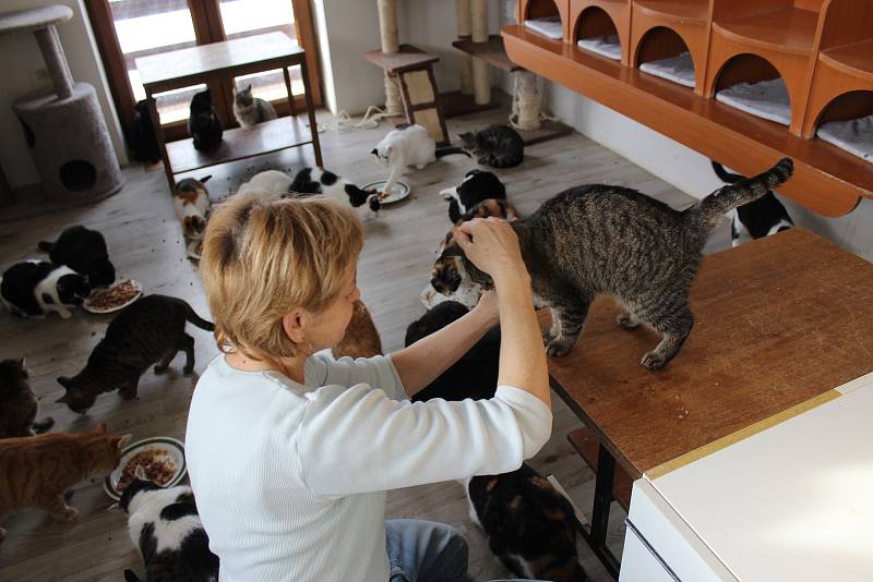 Až na 180 koček ubytovali v útulku s názvem Zatoulané štěstí na okraji Kroměříže.