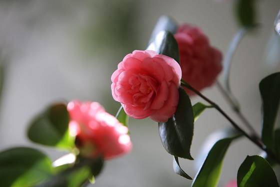 Velký skleník v Květné zahradě v Kroměříži budou od pátku 22. února 2019 krášlit půvabné kvetoucí kamélie.