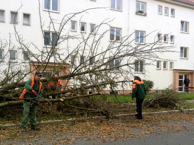 V Kroměříži byla zahájena plánovaná obnova zeleně. Vykácené sakury na ulici Sokolovská budou nahrazeny novými stromy.