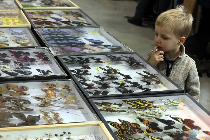 Prodejní výstava brouků a motýlů na Výstavišti v Kroměříži