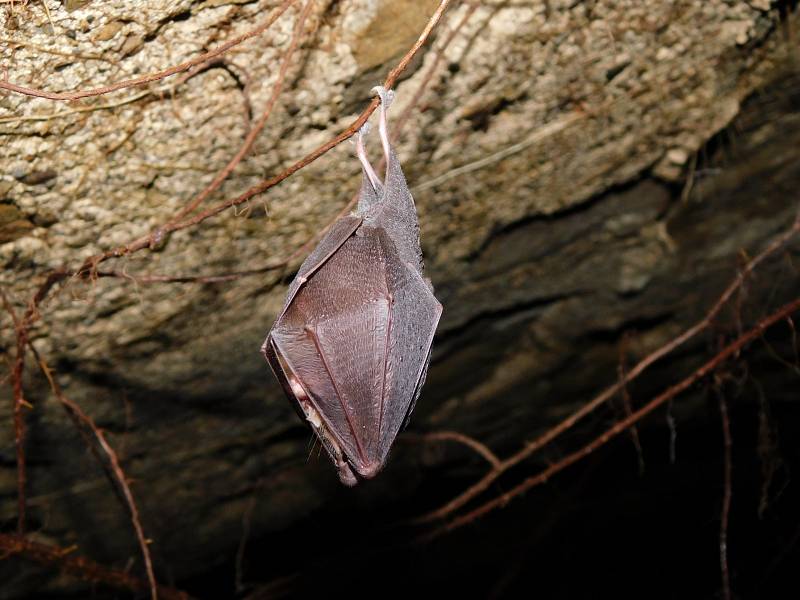 Holešovský zámek obývá po desítky let kriticky ohrožený druh netopýra.