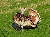 Na polích u Ludslavic na Kroměřížsku se objevil největší polní pták Evropy - drop velký; července 2023
