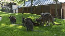 Expozice australské fauny v ZOO Praha.