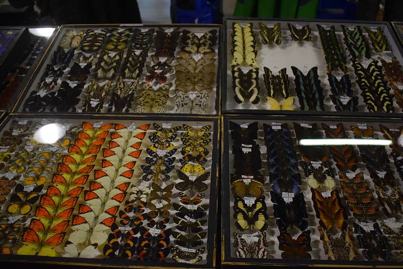 Všem milovníkům hmyzu patřilo v sobotu 2. dubna kroměřížské Výstaviště. Konal se tam totiž tradiční Entomologický výměnný den a výstava.